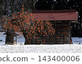 White snow and persimmon trees laden with fruit 143400006