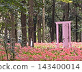 森林裡，一扇粉紅色的門，彼岸花盛開。 143400014