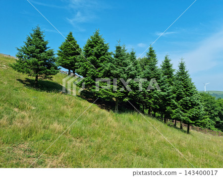 Grass hills and fir trees. Grass hills and fir trees. 143400017