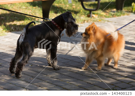 Miniature schnauzer and Pomeranian spitz dogs sniffing each other while meeting on a walk in a park Miniature schnauzer and Pomeranian spitz dogs sniffing each other while meeting on a walk in a park 143400123