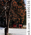 Fresh snow and persimmon trees laden with fruit 143400136