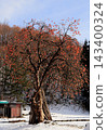 A persimmon tree stands out against the blue sky and fresh snow. 143400324