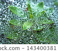 水滴在蜘蛛網上 143400381