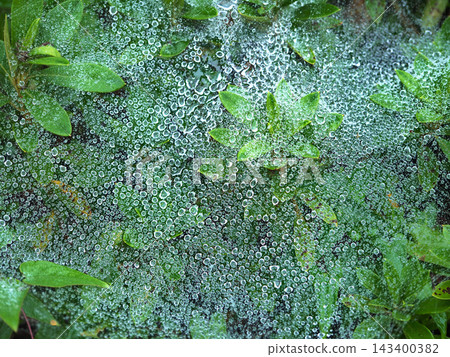 水滴在蜘蛛網上 水滴在蜘蛛網上 143400382