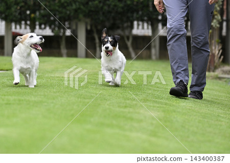 兩隻傑克羅素梗犬和它們的主人玩耍 兩隻傑克羅素梗犬和它們的主人玩耍 143400387