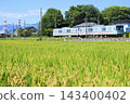 The golden rice fields along the Jomo Line in autumn are dazzling. 143400402