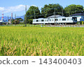 The Hibiya Line's distinctive colors allow the train to slowly speed through the beautiful golden rice fields of the Jomo Line in autumn. 143400403