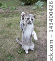 Greeting from a Playful Gray Cat Standing Upright Outdoors 143400426