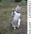 Cute grey cat standing on hind legs and raising paw outdoors 143400427