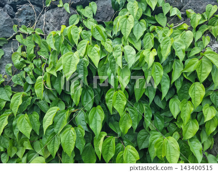 Ivy and basalt stone walls. Ivy and basalt stone walls. 143400515