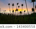 Silhouetted wild teasel seed heads in a rural field backlit by a vibrant golden sunrise 143400558