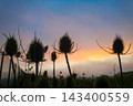 Silhouetted wild teasel seed heads in a rural field backlit by a vibrant golden sunrise 143400559