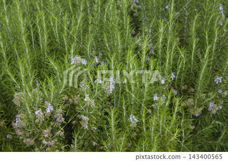 It is a rosemary plant in bloom. 143400565