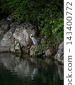 Gray heron 143400772