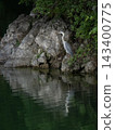 Gray heron 143400775