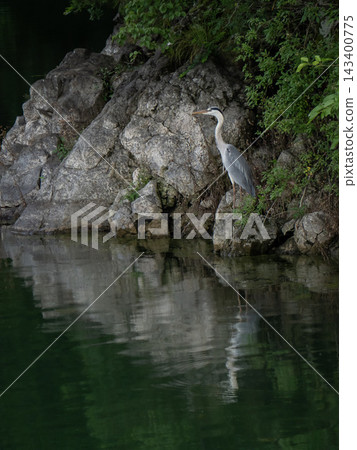 Gray heron 143400775