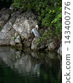 Gray heron 143400776