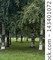 Birch alley in the park on an overcast day 143401072