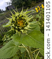 inflorescence of an unopened sunflower blossom 143401105