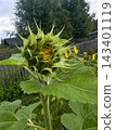 inflorescence of an unopened sunflower blossom 143401119