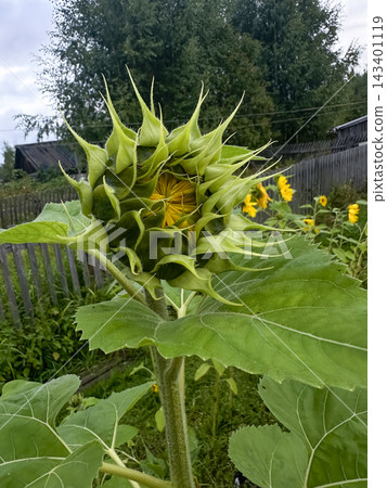 inflorescence of an unopened sunflower blossom inflorescence of an unopened sunflower blossom 143401119