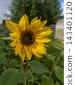 A honeybee pollinates a sunflower blossom. 143401120