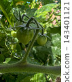 Green tomatoes on the vine in a greenhouse 143401121