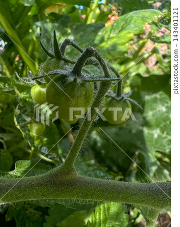 Green tomatoes on the vine in a greenhouse 143401121