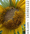 A mature sunflower flower head in overcast weather. 143401122