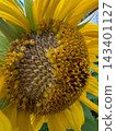 A mature sunflower flower head in overcast weather. 143401127