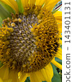 A mature sunflower flower head in overcast weather. 143401131