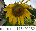 A mature sunflower flower head in overcast weather. 143401132
