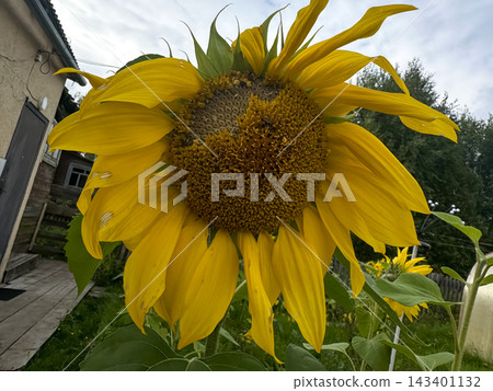 A mature sunflower flower head in overcast weather. A mature sunflower flower head in overcast weather. 143401132