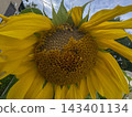 A mature sunflower flower head in overcast weather. 143401134