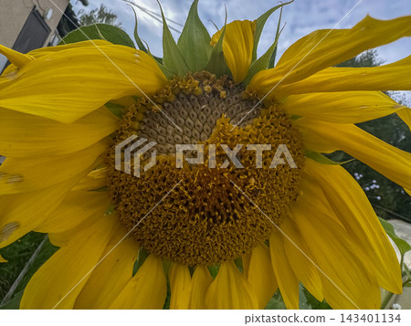 A mature sunflower flower head in overcast weather. A mature sunflower flower head in overcast weather. 143401134