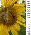 A mature sunflower flower head in overcast weather. 143401135