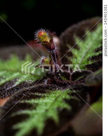 Colorful pattern and soft fur on the leaf surface of the Carpet Plant Colorful pattern and soft fur on the leaf surface of the Carpet Plant 143401381