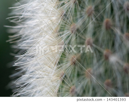 The soft white hairs and spines of the cactus The soft white hairs and spines of the cactus 143401393