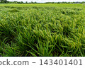 Rice plants that are bearing grains in the rice field 143401401