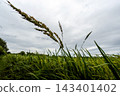 Rice plants that are bearing grains in the rice field 143401402