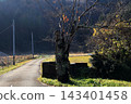 Late autumn scenery on the outskirts of the village 143401458