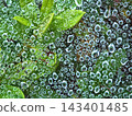 水滴在蜘蛛網上 143401485