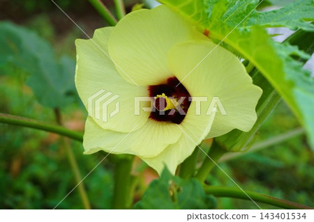 秋葵:花、果實、蔬菜 秋葵:花、果實、蔬菜 143401534