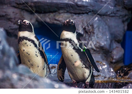對於成人和兒童來說,動物園與台灣台北動物園博物館的岩石處於同一水平線上。 對於成人和兒童來說,動物園與台灣台北動物園博物館的岩石處於同一水平線上。 143401582