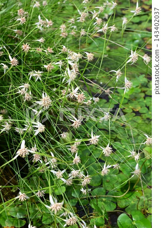 白斑莎草(莎草科) 白斑莎草(莎草科) 143402037