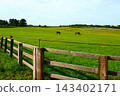 Horses grazing in a green pasture 143402171
