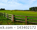 Hokkaido ranch horse 143402172