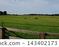 Pasture horse 143402173