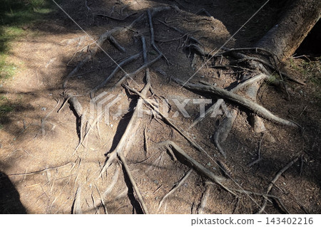 Forest Roots in Sunlight: Nature's Intricate Ground Patterns for Natural Design and Inspiration 143402216