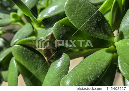 Lush Jade Plant Close-Up for Home Decor and Botanical Interest Lush Jade Plant Close-Up for Home Decor and Botanical Interest 143402217
